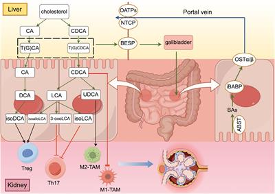 Intestinal flora and bile acid interactions impact the progression of diabetic kidney disease